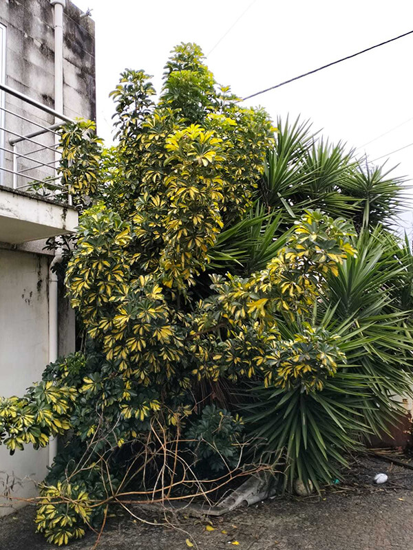 corte e abate de árvores